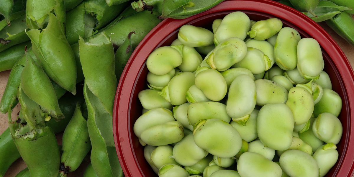 Broad beans in bowl